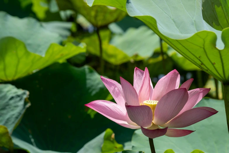 a large pink lotus flower in a forest