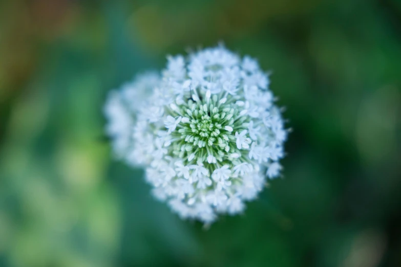 the back side of a white flower with small flowers