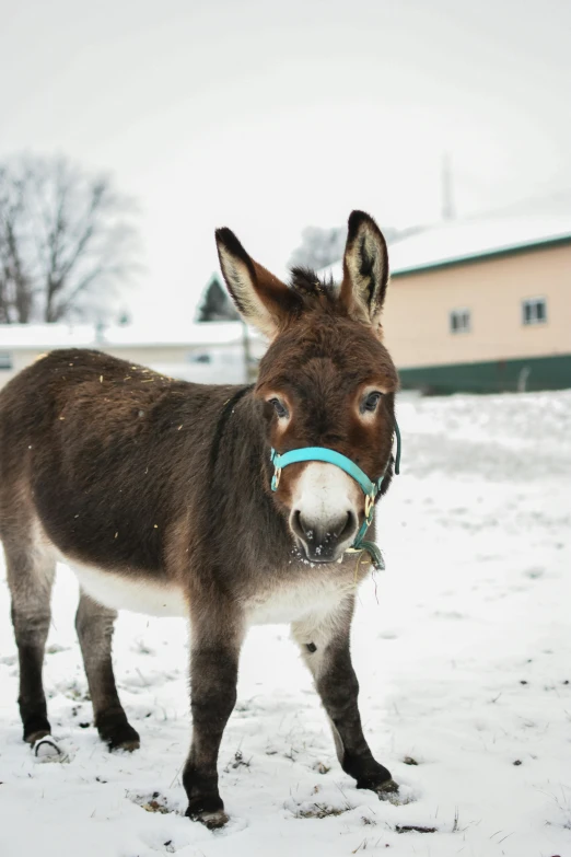 a donkey with a blue bow tied to it's neck standing in the snow