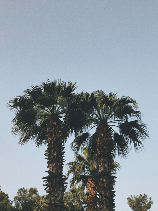 a large group of palm trees with a blue sky in the background