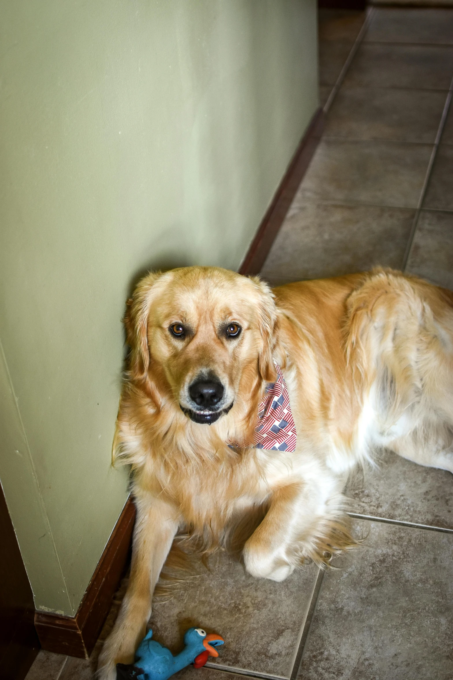 a dog that is laying down on the floor