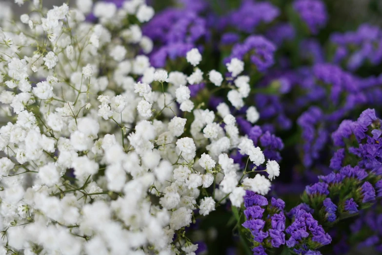 white and purple flowers are in a bouquet