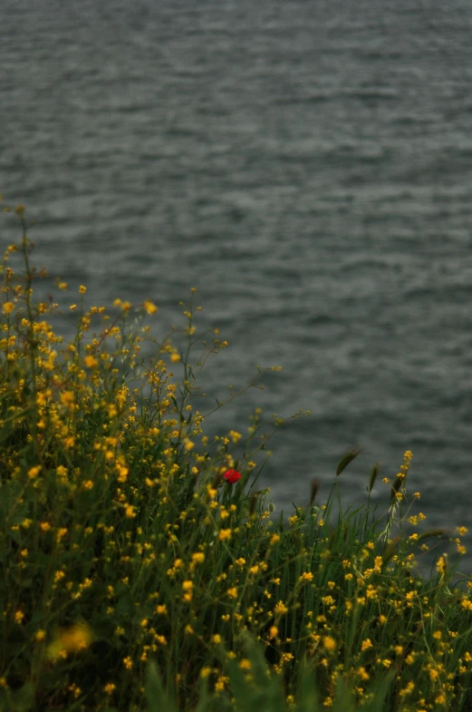 this is a beautiful landscape of flowers by the ocean