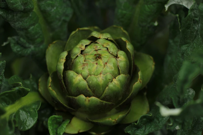 a green artichoke in the middle of some leaves