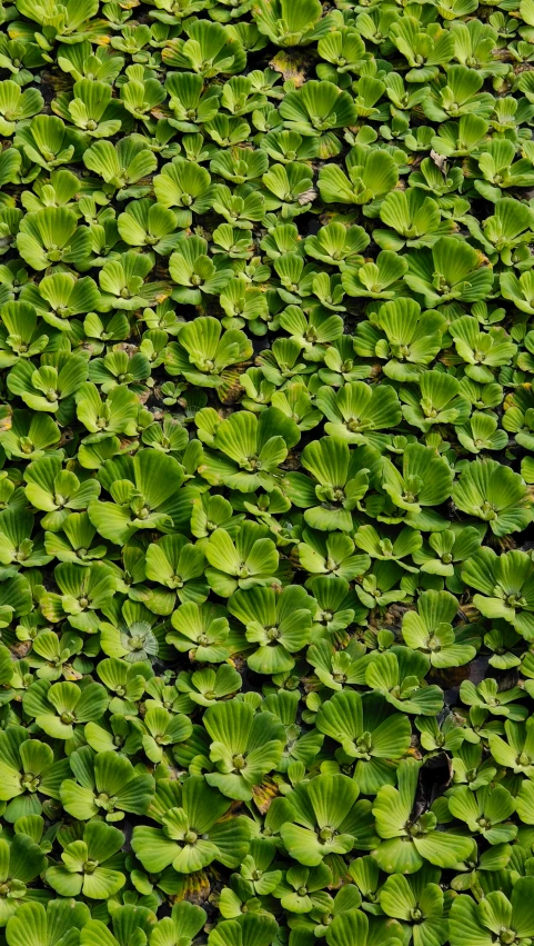 large group of green plants are being grown together