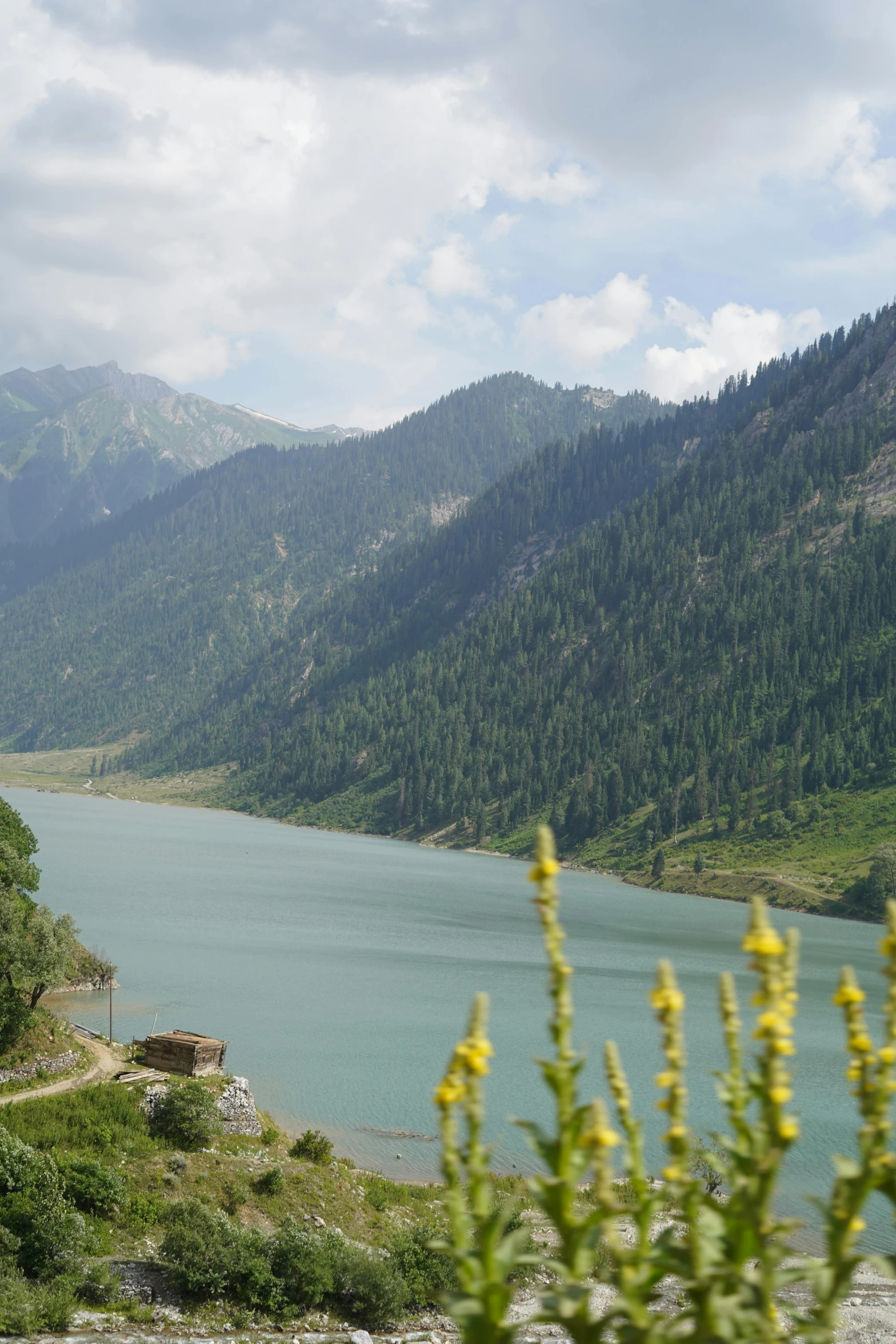 some flowers and a very large mountain with a river