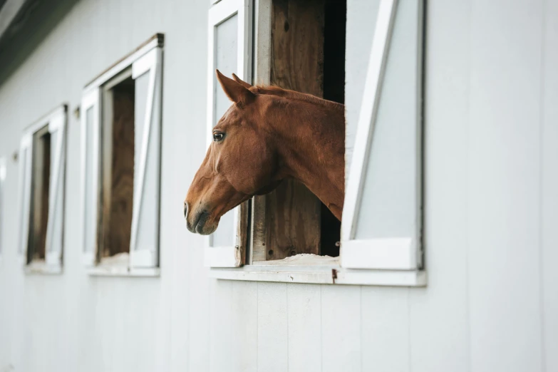 the brown horse is sticking its head through a window