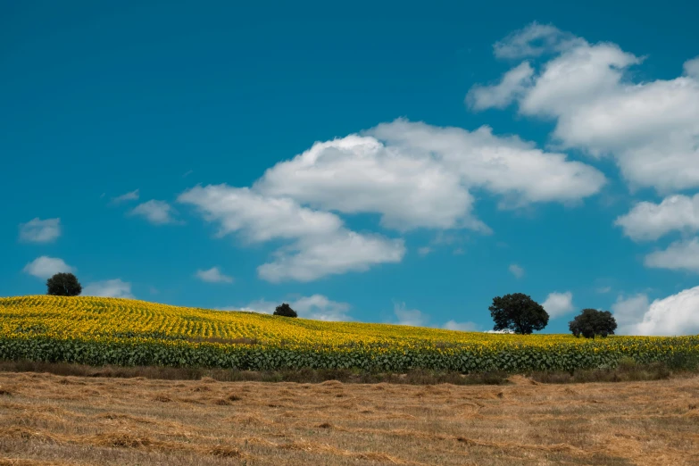 there are trees that are on a hill