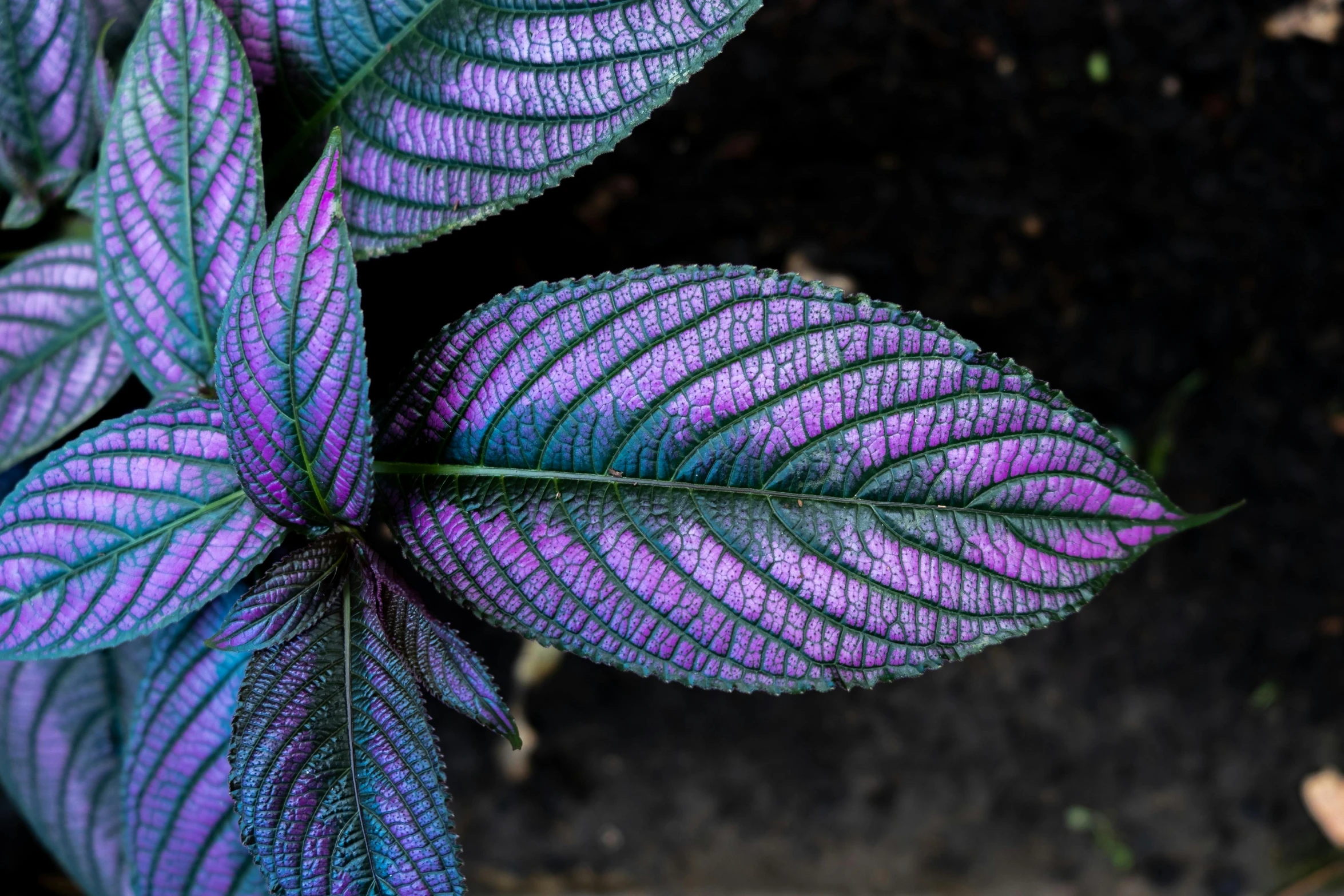 the large, blue and purple leaf is close to a plant