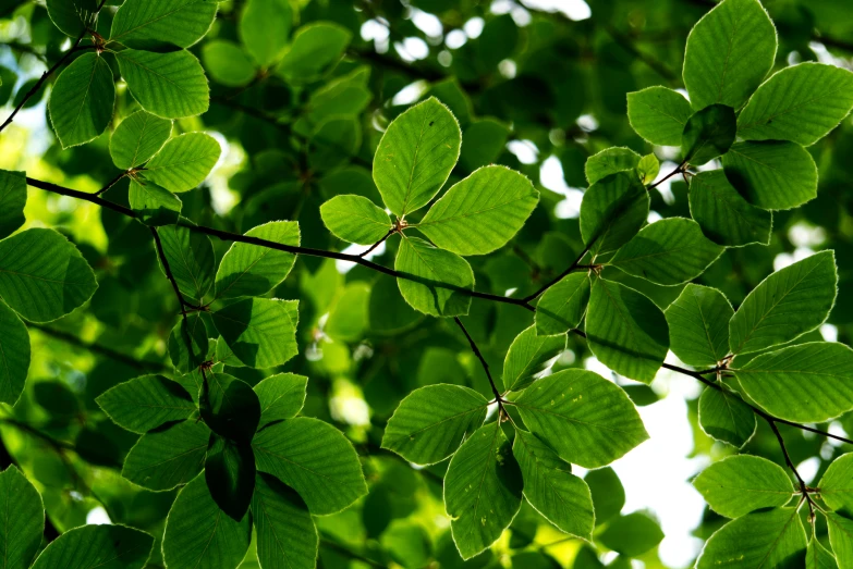 green leaves in the sun, seen from closeup