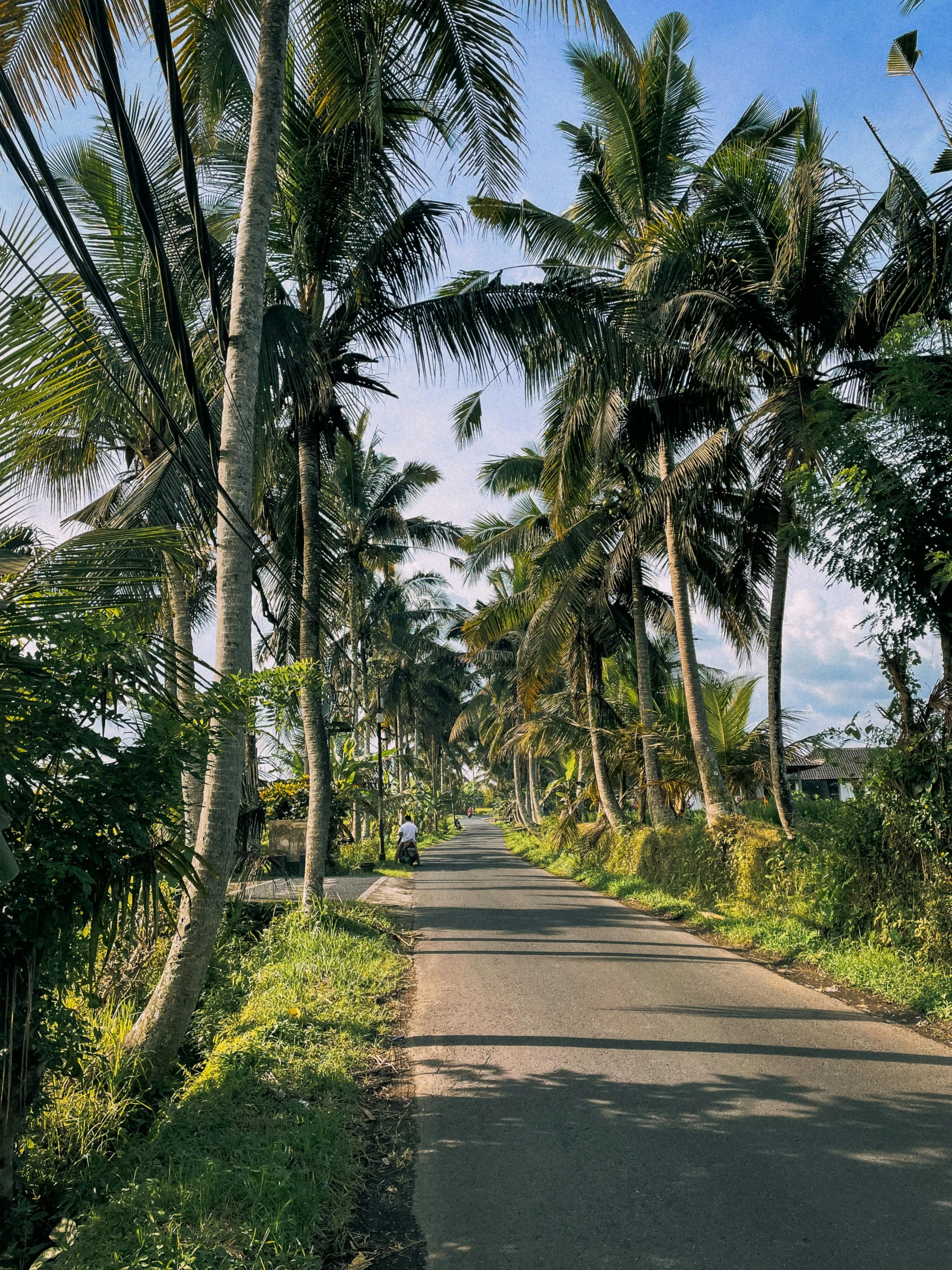 a paved path lined with lots of palm trees