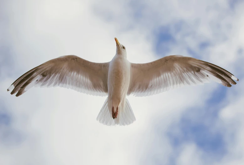 a white bird flying in the air with clouds around