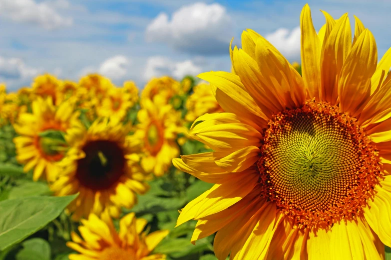 a large sunflower stands out in a field