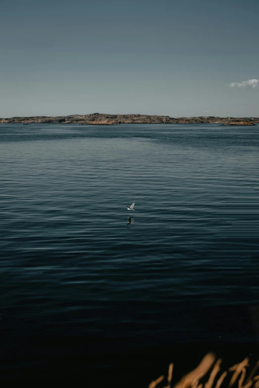 bird flying over a large body of water