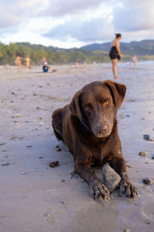 a large brown dog laying on top of a sandy beach