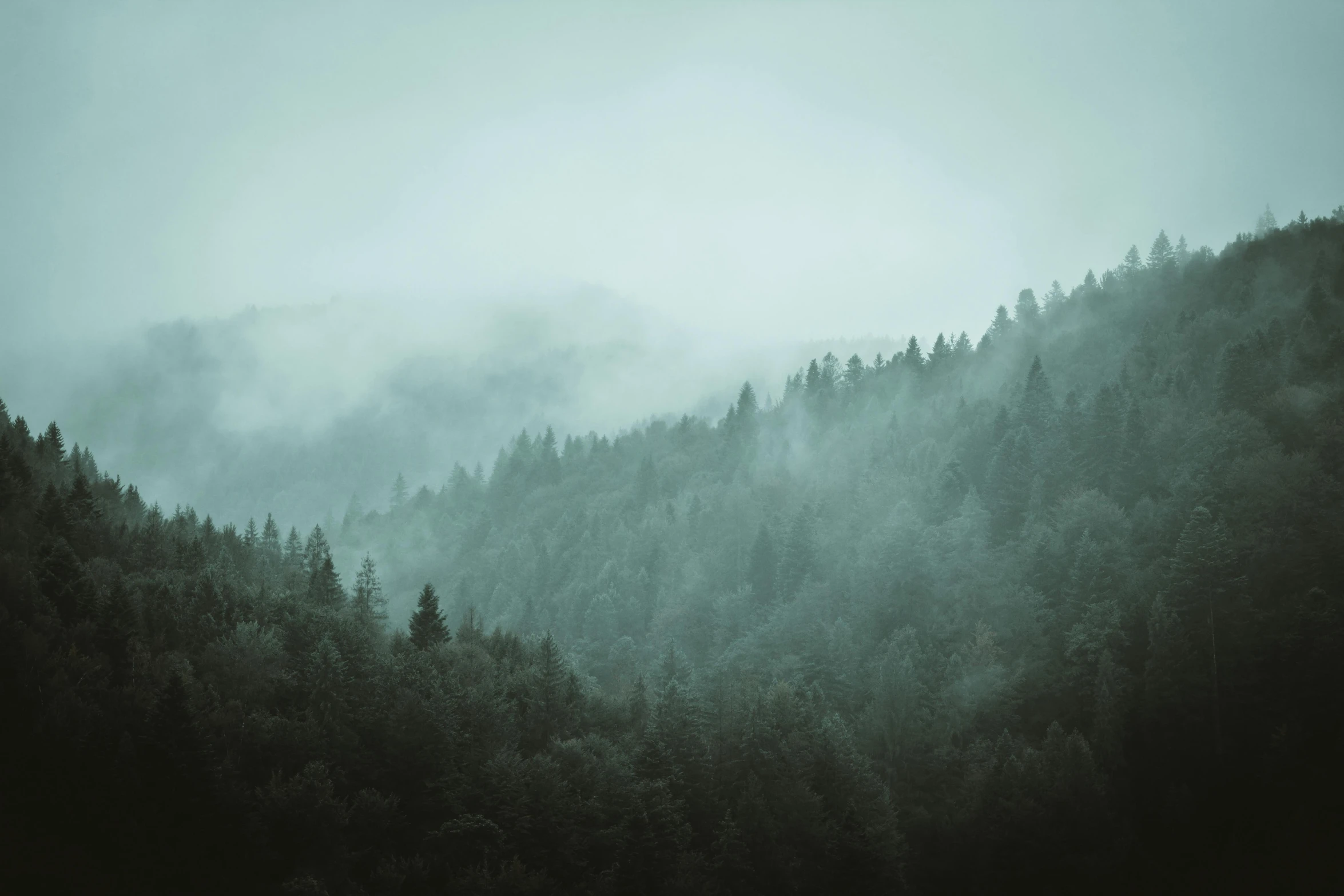 the mountains covered in trees are seen with fog