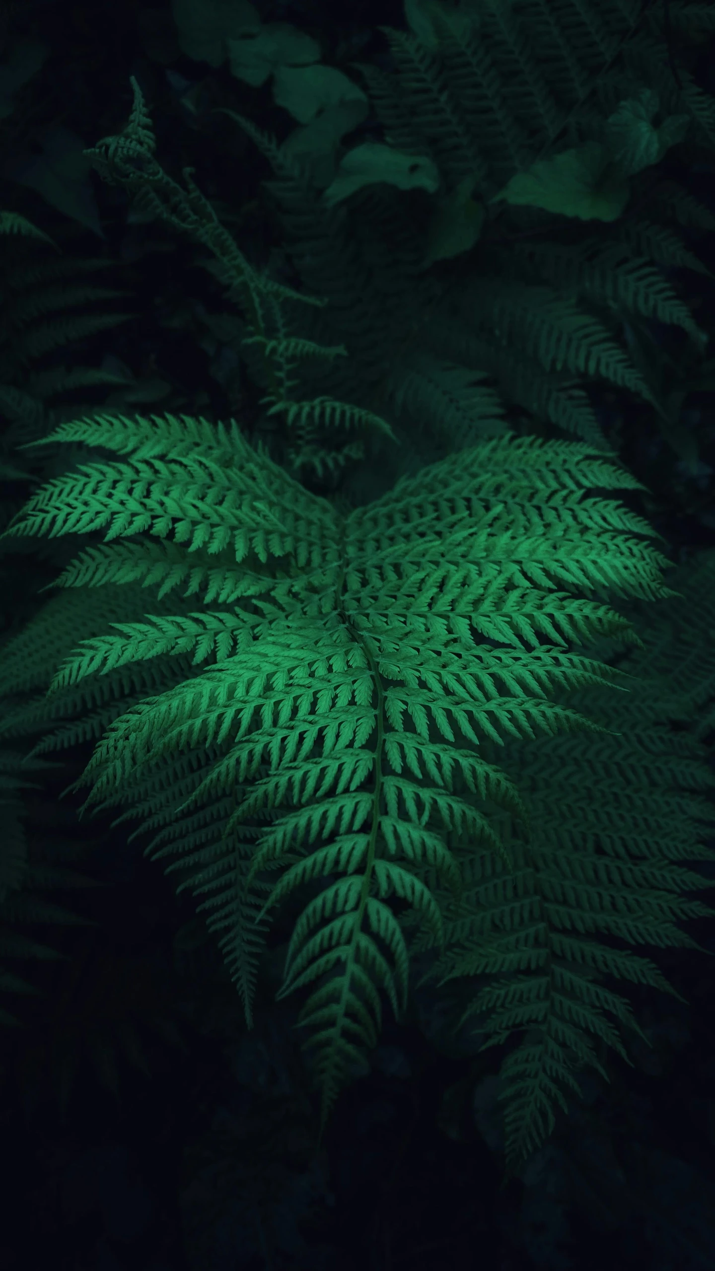 ferns with green glow from the center