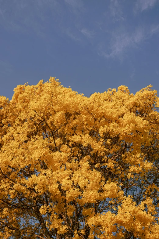 a big tree is in front of a clear sky