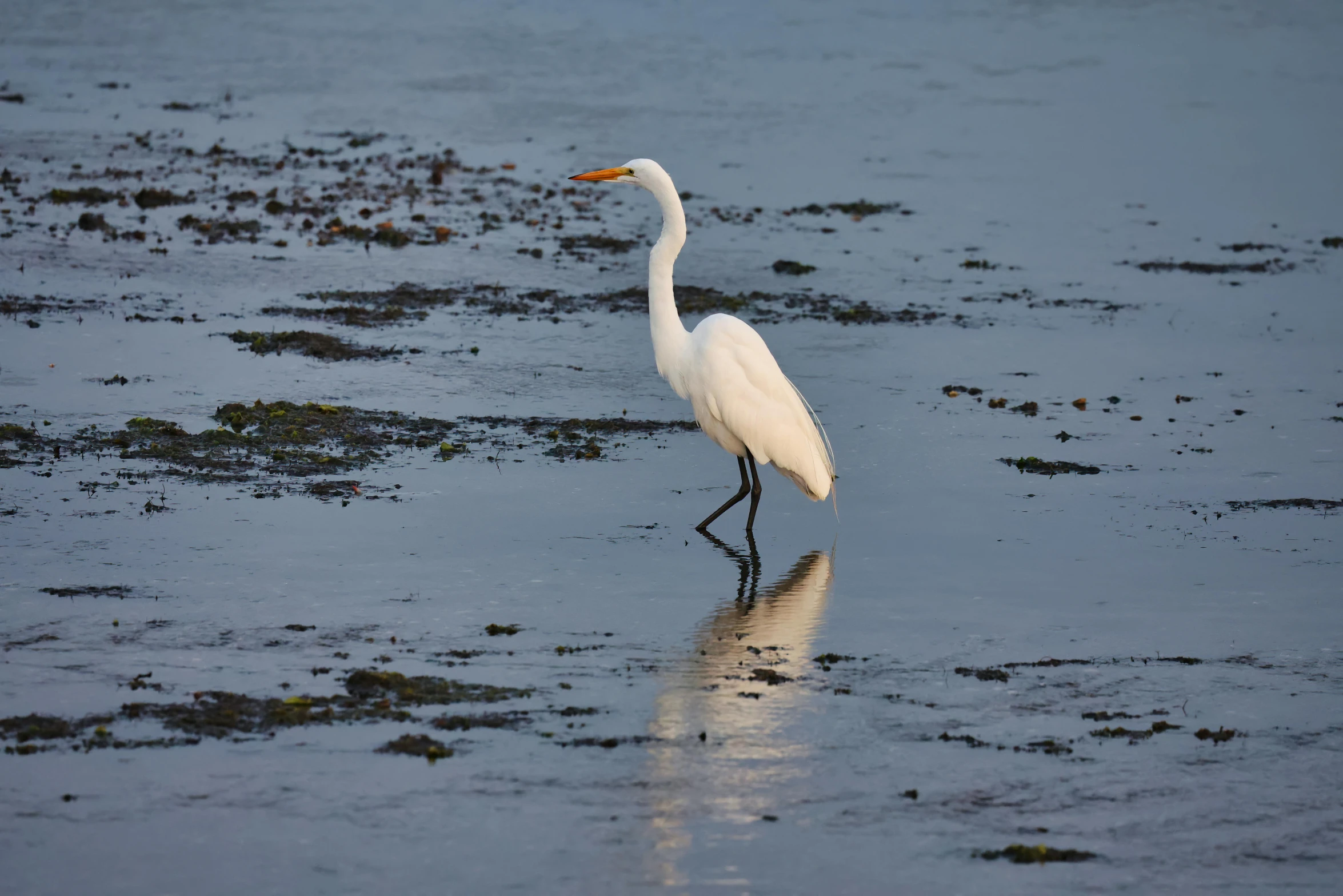 a bird that is standing in the dirt