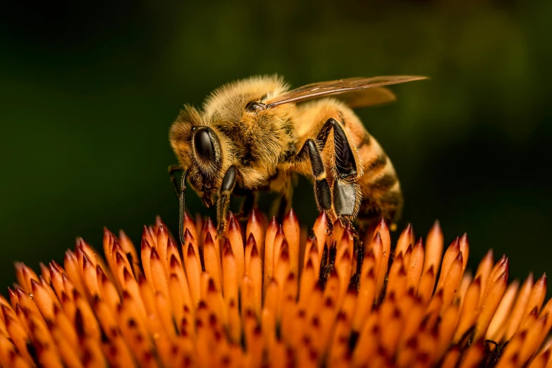 a honeybee sits on the center of an orange flower