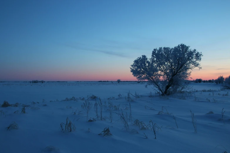 lone tree in snowy field with pink sky