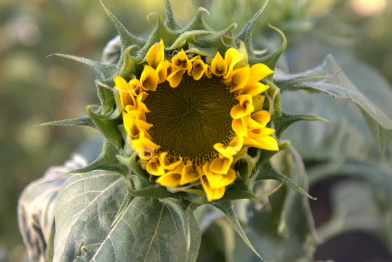 a large yellow flower with lots of leaves
