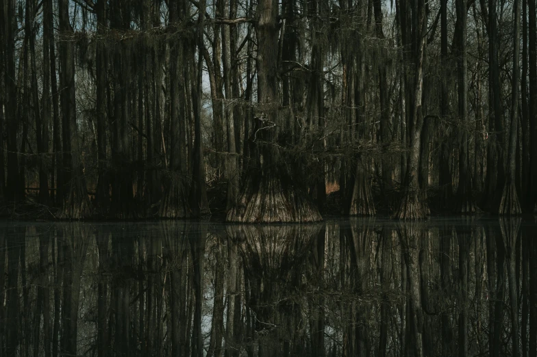 a body of water surrounded by trees and foliage