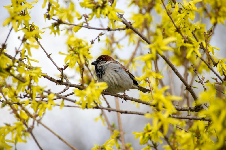 there is a bird sitting in a tree