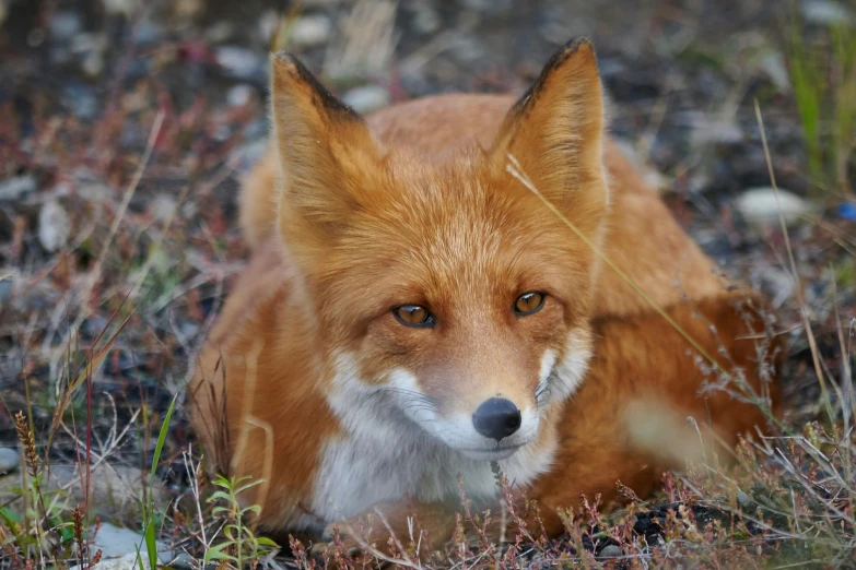 a close up view of a red fox sitting on the ground