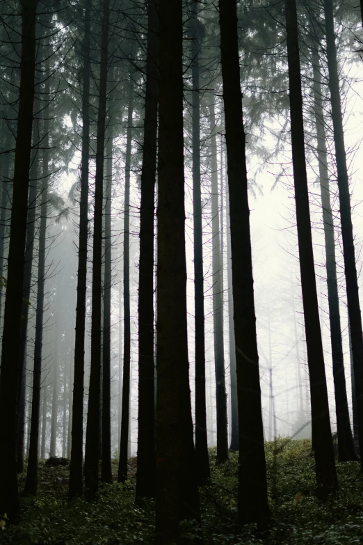 the view through a dense forest shows tall trees