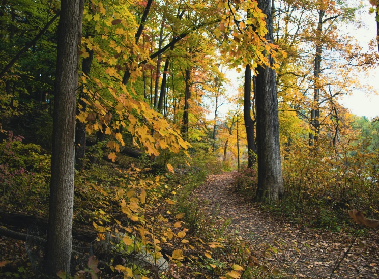 a path in the woods with trees with leaves on it