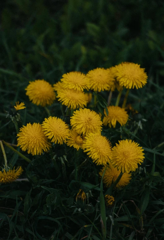 yellow dandelions lying in the grass