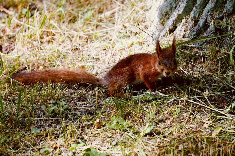a squirrel standing under a tree in the grass