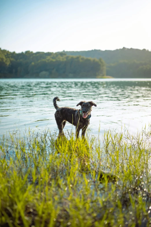 a small dog standing in a lake surrounded by grass
