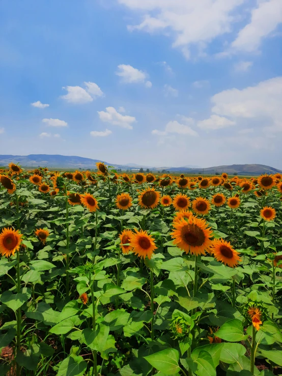 an over head s of a large field of sunflowers