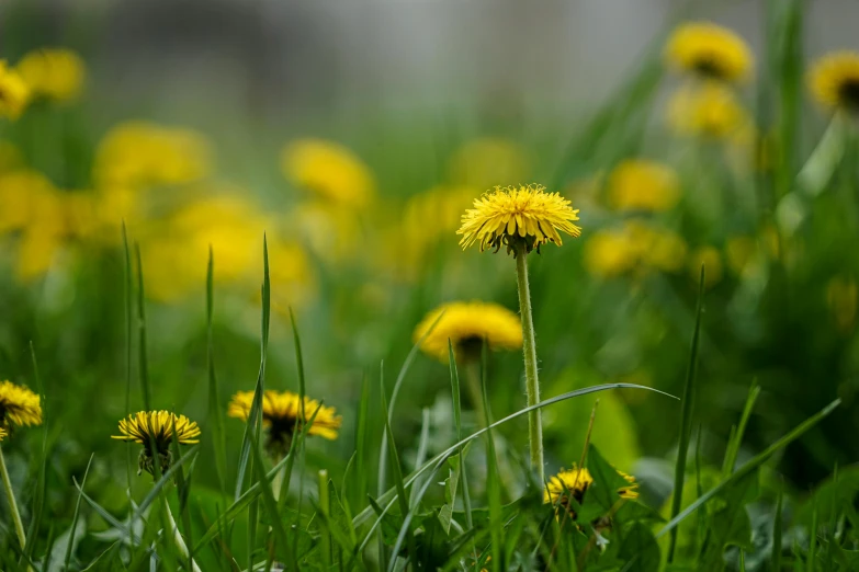 several yellow dandelions in a green field