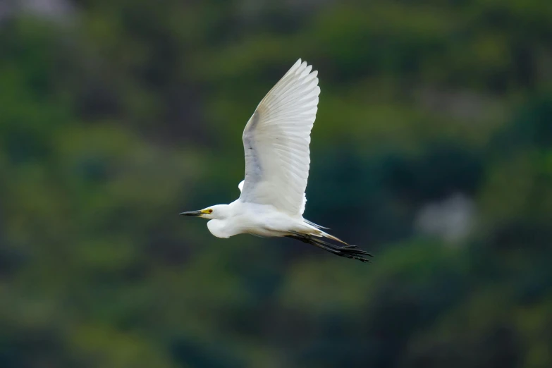 an image of white bird flying low