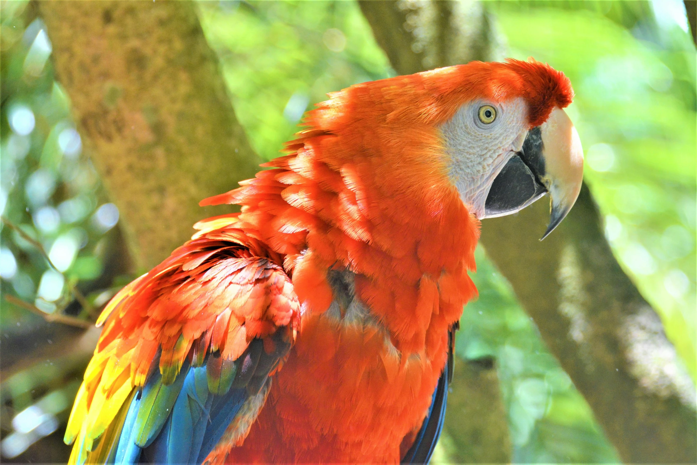 an orange and green parrot on top of a tree