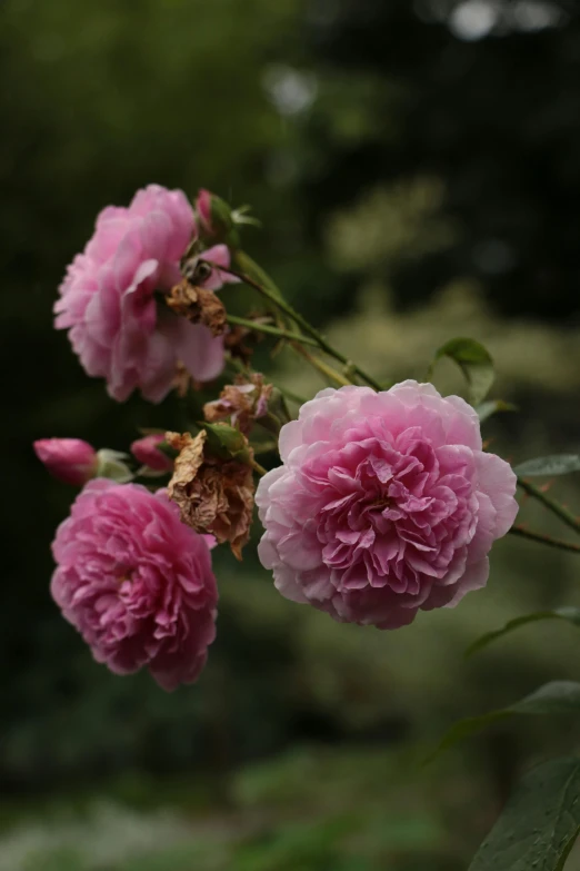 some very pretty pink flowers by some green plants