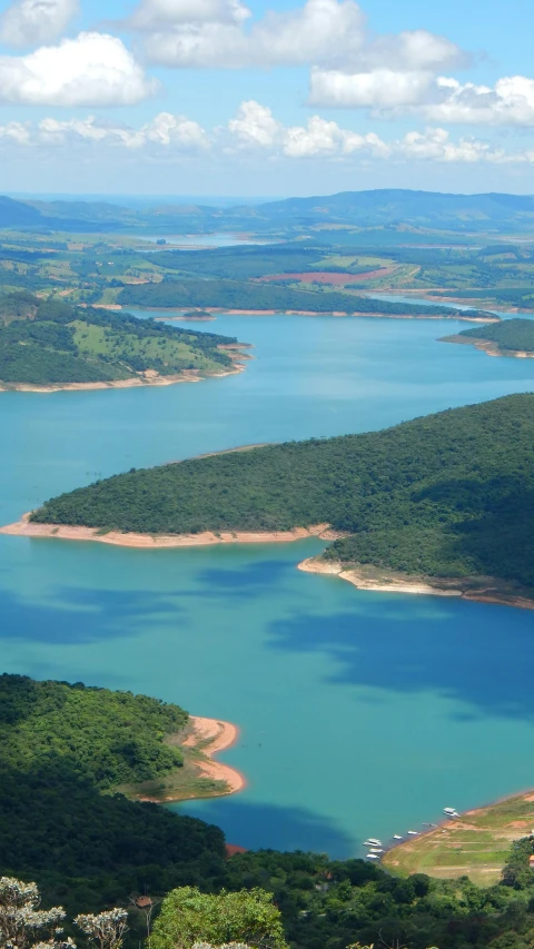 a group of trees stand next to a body of water