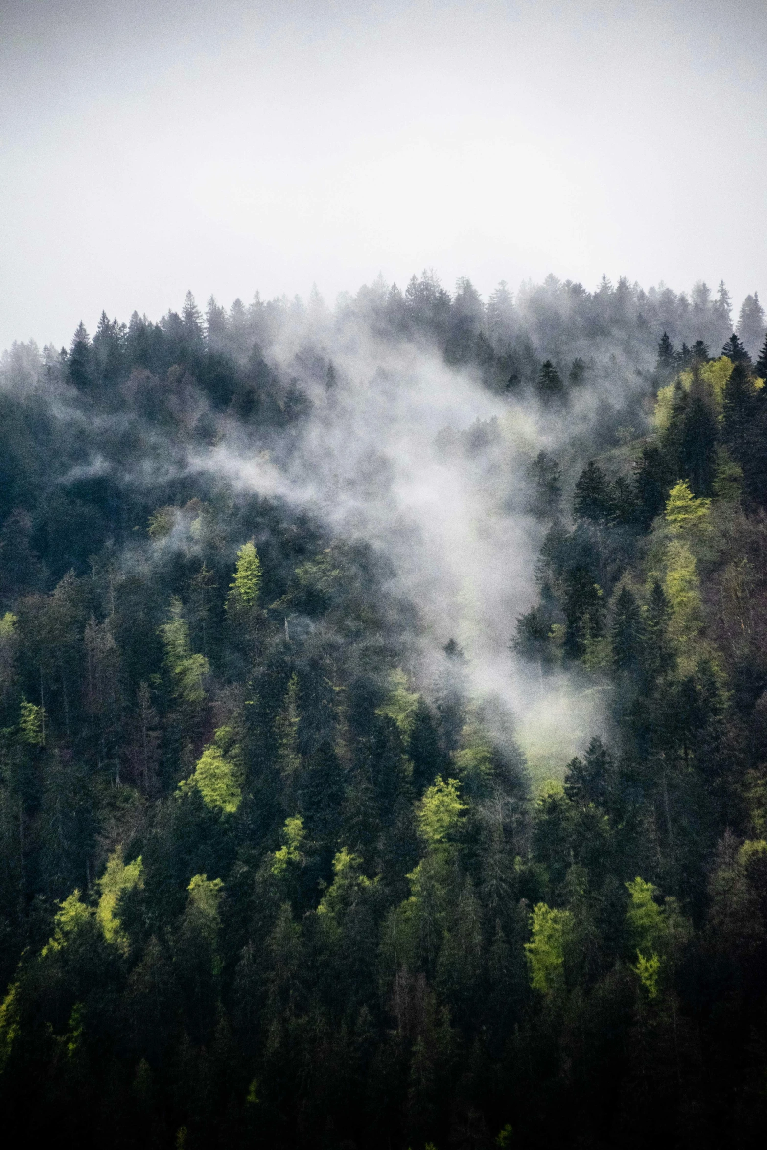 fog rising from the trees in the wilderness