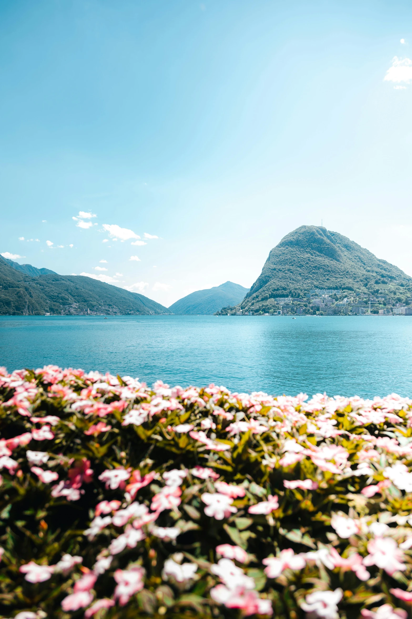 a group of flowers and plants by the water