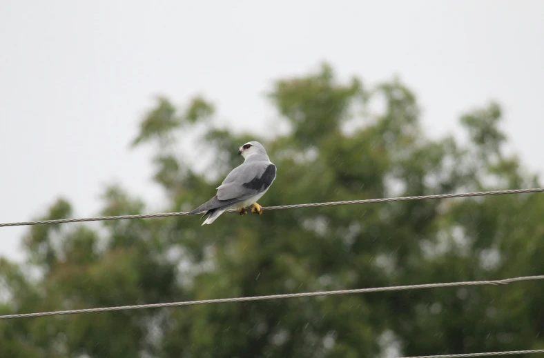 grey bird perched on electric wire with trees in background