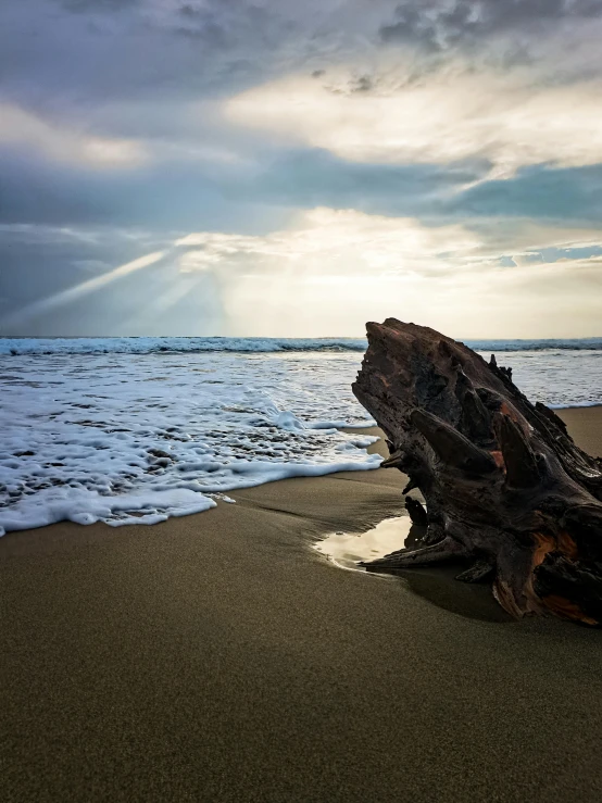 the sun shines down on the beach with a tree stump