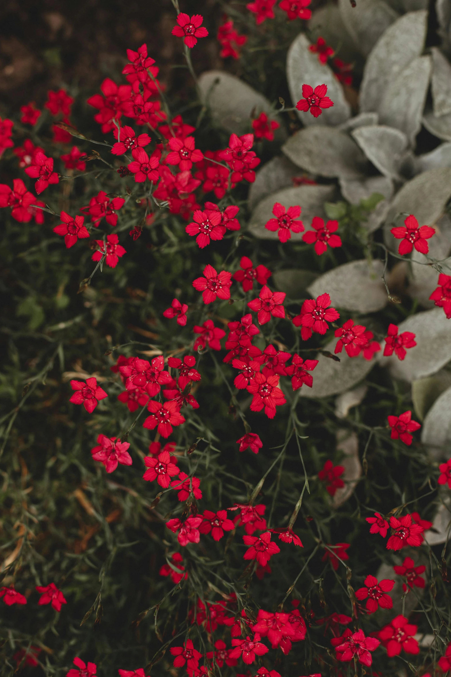 red flowers are blooming in a field