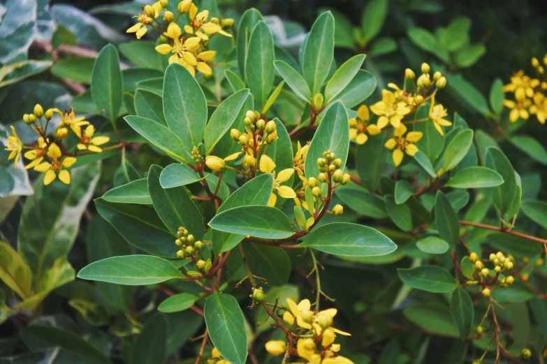 the yellow flower buds are surrounded by green leaves