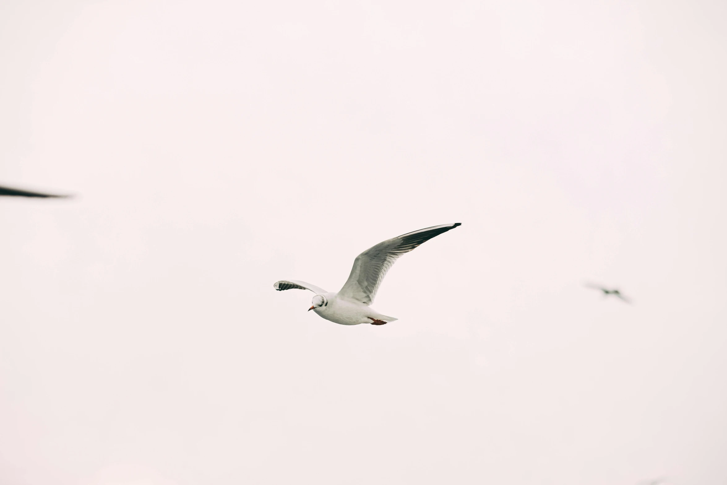 a seagull flies through the sky with other birds flying in the air