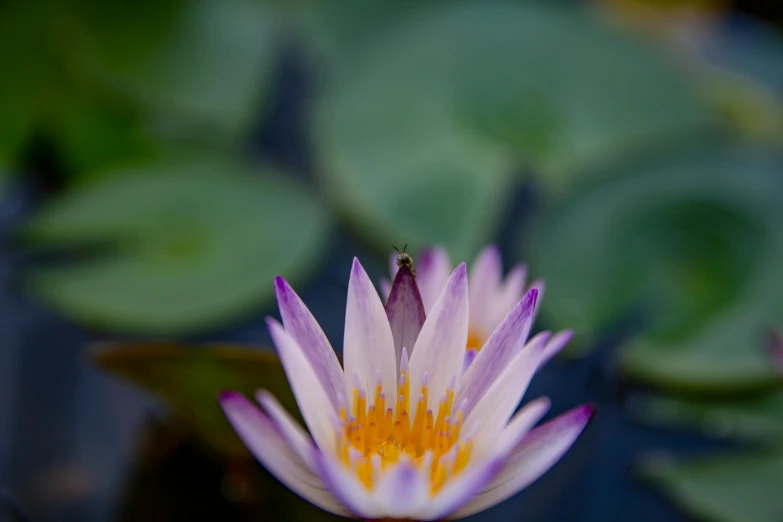 an image of a pink flower with green leaves