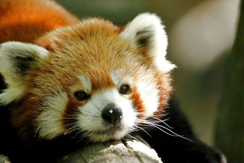 a red panda laying on top of a large rock