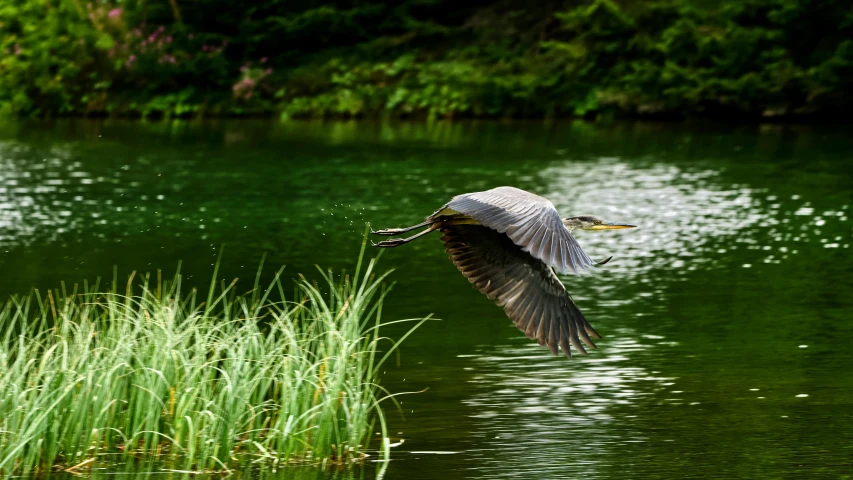 there is a bird flying over the water